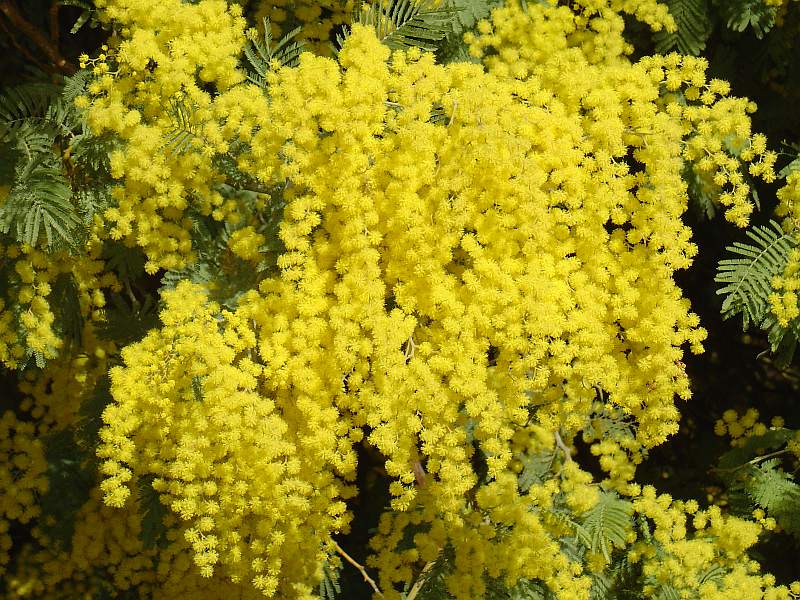 Acacia Dealbata Tree Or Shrub 20/100/1,000 Seeds, Silver Wattle Mimosa