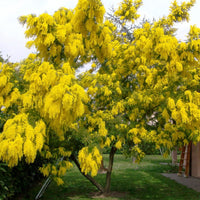 Acacia Dealbata Tree Or Shrub 20/100/1,000 Seeds, Silver Wattle Mimosa