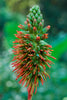 Acrocarpus Fraxinifolius 20/100/500 Tree Seeds, Pink Cedar