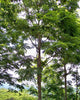 Acrocarpus Fraxinifolius 20/100/500 Tree Seeds, Pink Cedar