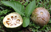 Aegle Marmelos 8 Seeds, Indian Bael Fruit, Golden Apple Shrub Tree, Bengal Quince
