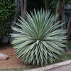 Agave Angustifolia Marginata 15/30/100/500 seeds, Hardy Variegated Cactus Succulent