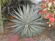 Agave Angustifolia Marginata 15/30/100/500 seeds, Hardy Variegated Cactus Succulent