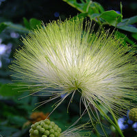 Albizia Lebbeck Tree 10/100 Seeds, Very Fragrant Indian Siris, Woman's Tongue, Silk Tree