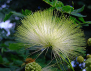 Albizia Lebbeck Tree 10/100 Seeds, Very Fragrant Indian Siris, Woman's Tongue, Silk Tree