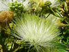 Albizia Lebbeck Tree 10/100 Seeds, Very Fragrant Indian Siris, Woman's Tongue, Silk Tree