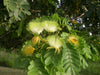 Albizia Lebbeck Tree 10/100 Seeds, Very Fragrant Indian Siris, Woman's Tongue, Silk Tree