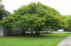 Albizia Lebbeck Tree 10/100 Seeds, Very Fragrant Indian Siris, Woman's Tongue, Silk Tree