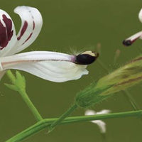 Andrographis paniculata 50 Seeds, Medicinal Supplement King of Bitters