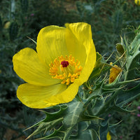 Argemone Mexicana 25 Seeds, Mexican Yellow Prickly Poppy Medicinal Perennial Herb