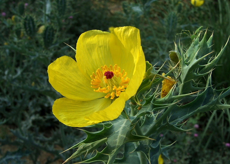 Argemone Mexicana 25 Seeds, Mexican Yellow Prickly Poppy Medicinal Perennial Herb
