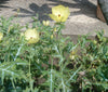 Argemone Mexicana 25 Seeds, Mexican Yellow Prickly Poppy Medicinal Perennial Herb
