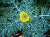 Argemone Mexicana 25 Seeds, Mexican Yellow Prickly Poppy Medicinal Perennial Herb
