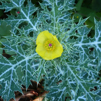 Argemone Mexicana 25 Seeds, Mexican Yellow Prickly Poppy Medicinal Perennial Herb