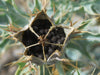 Argemone Mexicana 25 Seeds, Mexican Yellow Prickly Poppy Medicinal Perennial Herb