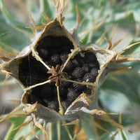 Argemone Mexicana 25 Seeds, Mexican Yellow Prickly Poppy Medicinal Perennial Herb
