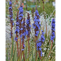 Aristea Capitata 10 Seeds, A. Major or Blue Sceptre Perennial Garden Flowers