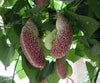 Aristolochia Littoralis Vine 10 Seeds, Calico Dutchman's Pipe Flower