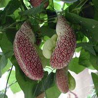 Aristolochia Littoralis Vine 10 Seeds, Calico Dutchman's Pipe Flower