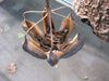 Aristolochia Littoralis Vine 10 Seeds, Calico Dutchman's Pipe Flower