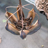 Aristolochia Littoralis Vine 10 Seeds, Calico Dutchman's Pipe Flower