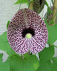 Aristolochia Littoralis Vine 10 Seeds, Calico Dutchman's Pipe Flower