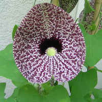 Aristolochia Littoralis Vine 10 Seeds, Calico Dutchman's Pipe Flower
