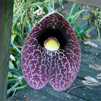 Aristolochia Littoralis Vine 10 Seeds, Calico Dutchman's Pipe Flower