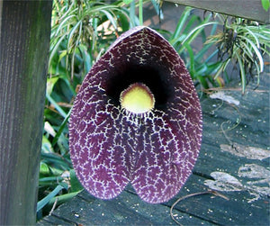 Aristolochia Littoralis Vine 10 Seeds, Calico Dutchman's Pipe Flower