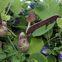 Aristolochia Ringens 10 Seeds, Gaping Dutchman's Pipe Vine