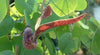 Aristolochia Ringens 10 Seeds, Gaping Dutchman's Pipe Vine