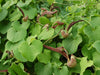 Aristolochia Ringens 10 Seeds, Gaping Dutchman's Pipe Vine
