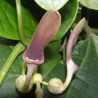 Aristolochia Tagala Vine 10 Seeds, Medicinal Dutchman's Pipe