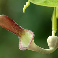 Aristolochia Tagala Vine 10 Seeds, Medicinal Dutchman's Pipe