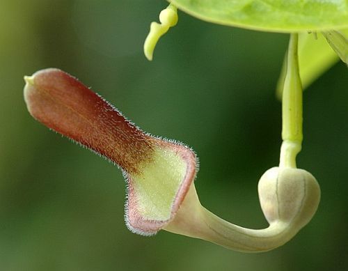 Aristolochia Tagala Vine 10 Seeds, Medicinal Dutchman's Pipe