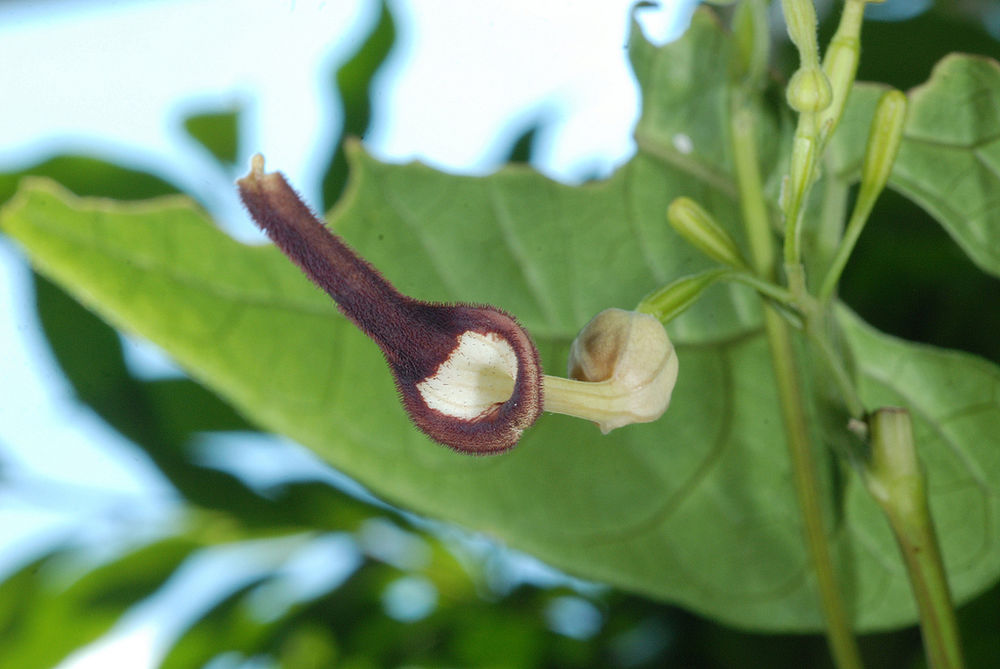 Aristolochia Tagala Vine 10 Seeds, Indian Birthwort, Medicinal Dutchma ...