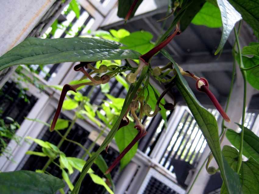 Aristolochia Tagala Vine 10 Seeds, Indian Birthwort, Medicinal Dutchma ...