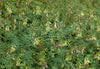 Astragalus Membranaceus Var. Mongholicus 50+ Seeds, Medicinal Milk Vetch
