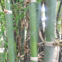 Bambusa Tulda 10 Seeds, Indian Bengal Timber Bamboo, Spineless and Clumping