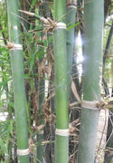 Bambusa Tulda 10 Seeds, Indian Bengal Timber Bamboo, Spineless and Clumping