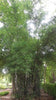 Bambusa Tulda 10 Seeds, Indian Bengal Timber Bamboo, Spineless and Clumping