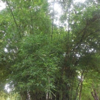 Bambusa Tulda 10 Seeds, Indian Bengal Timber Bamboo, Spineless and Clumping