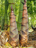 Bambusa bambos Seeds, Giant Indian Thorny Bamboo