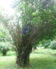 Bambusa Tulda 10 Seeds, Indian Bengal Timber Bamboo, Spineless and Clumping
