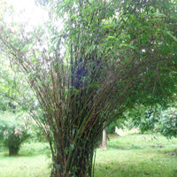 Bambusa Tulda 10 Seeds, Indian Bengal Timber Bamboo, Spineless and Clumping