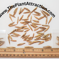 Bambusa Tulda 10 Seeds, Indian Bengal Timber Bamboo, Spineless and Clumping