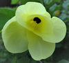 Bauhinia Tomentosa 15 Seeds, Yellow Bell Small Orchid Tree Shrub, St. Thomas