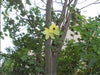Bauhinia Tomentosa 15 Seeds, Yellow Bell Small Orchid Tree Shrub, St. Thomas