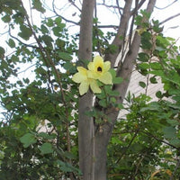 Bauhinia Tomentosa 15 Seeds, Yellow Bell Small Orchid Tree Shrub, St. Thomas