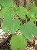 Bauhinia Tomentosa 15 Seeds, Yellow Bell Small Orchid Tree Shrub, St. Thomas